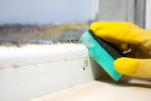 Best Mold Removal for HVAC Installations  in Louisa, VA